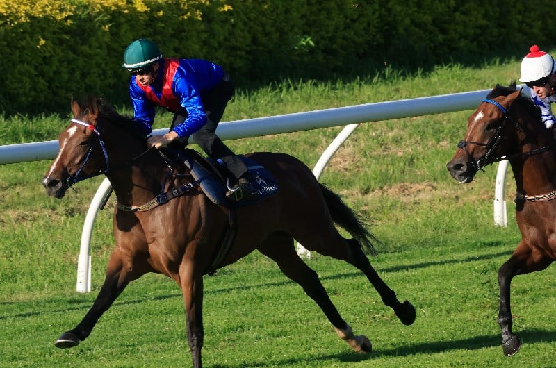 Mackinnon Stakes Betting Odds
