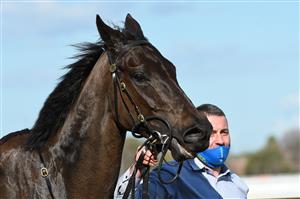 MELBOURNE, AUSTRALIA - AUGUST 14: Elephant after winning race 5, the Ive Print Handicap, during Melbourne Racing at Caulfield Racecourse on August 14, 2021 in Melbourne, Australia. (Photo by Vince Caligiuri/Getty Images)