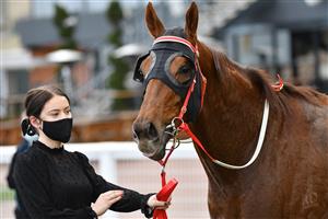 MELBOURNE, AUSTRALIA - AUGUST 14: Hi Stranger after winning Race 2, the Neds Handicap, during Melbourne Racing at Caulfield Racecourse on August 14, 2021 in Melbourne, Australia. (Photo by Vince Caligiuri/Getty Images)