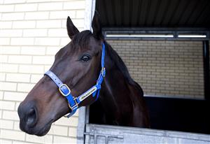 LONDON, ENGLAND - JUNE 07: Australian racehorse Black Caviar arrives at Heathrow airport prior to racing at the Royal Ascot meeting, on June 07, 2012 in London, England. (Photo by Alan Crowhurst/Getty Images)