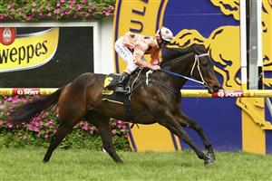 MELBOURNE, AUSTRALIA - OCTOBER 08: Luke Nolen rides Black Caviar to win race Four Schweppes Schillaci Stakes on Caulfield Guineas Day at Caulfield Racecourse on October 8, 2011 in Melbourne, Australia. (Photo by Robert Prezioso/Getty Images)