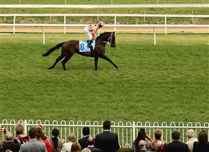 MELBOURNE, AUSTRALIA - FEBRUARY 11: Luke Nolen riding Black Caviar heads to the start gate for race Six Sportingbet C.F. Orr Stakes during C.F. Orr Stakes Day at Caulfield Racecourse on February 11, 2012 in Melbourne, Australia. (Photo by Robert Prezioso/Getty Images)