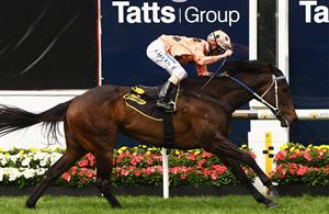MELBOURNE, AUSTRALIA - OCTOBER 23: Jockey Luke Nolen riding Black Caviar wins Race Five the Schweppes Stakes during Cox Plate Day at Moonee Valley Racecourse on October 23, 2010 in Melbourne, Australia. (Photo by Quinn Rooney/Getty Images)