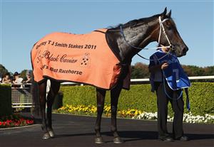 SYDNEY, AUSTRALIA - APRIL 09: Black Caviar is posed in mounting yard after winning race five the Darley T J Smith Stakes on AJC Australian Derby Day at Royal Randwick Racecourse on April 9, 2011 in Sydney, Australia. (Photo by Mark Kolbe/Getty Images)