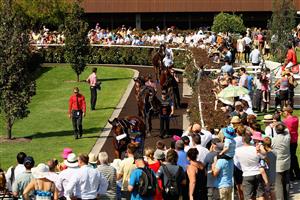 MELBOURNE, AUSTRALIA - FEBRUARY 16: Black Caviar parades before race 7 the Black Caviar Lightning Stakes during Lightning Stakes Day at Flemington Racecourse on February 16, 2013 in Melbourne, Australia. (Photo by Robert Prezioso/Getty Images for the VRC)
