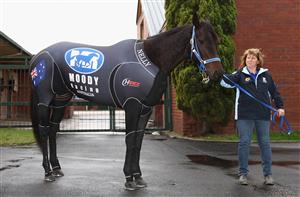 MELBOURNE, AUSTRALIA - JUNE 05: Black Caviar is walked passed the cameras during a media opportunity at Caulfield Racecourse on June 5, 2012 in Melbourne, Australia. Black Caviar will head to the UK on Wednesday where she will then head for Royal Ascot, and her 22nd straight race win. (Photo by Quinn Rooney/Getty Images)