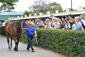 MELBOURNE, AUSTRALIA - FEBRUARY 02: Black Caviar walks around the stable yard before her exhibition gallop in between races at Caulfield Racecourse on February 2, 2013 in Melbourne, Australia. (Photo by Vince Caligiuri/Getty Images)