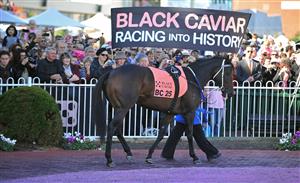 Strapper Donna Fisher parades Australian thoroughbred racehorse Black Caviar in the mounting yard for the last time during her farewell at Caulfield Racecourse in Melbourne on April 20, 2013. The mare has been retired from racing after winning a record 25 races from 25 starts. (PAUL CROCK/AFP via Getty Images)