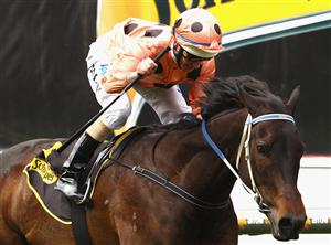 MELBOURNE, AUSTRALIA - OCTOBER 23: Jockey Luke Nolen riding Black Caviar wins Race Five the Schweppes Stakes during Cox Plate Day at Moonee Valley Racecourse on October 23, 2010 in Melbourne, Australia. (Photo by Mark Dadswell/Getty Images)