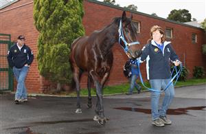 MELBOURNE, AUSTRALIA - JUNE 05: Black Caviar is walked passed the cameras during a media opportunity at Caulfield Racecourse on June 5, 2012 in Melbourne, Australia. Black Caviar will head to the UK on Wednesday where she will then head for Royal Ascot, and her 22nd straight race win. (Photo by Quinn Rooney/Getty Images)