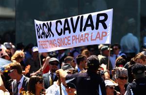MELBOURNE, AUSTRALIA - NOVEMBER 05: Black Caviar fans show their support for the horse in Race 5 the Patinack Farm Classic during Emirates Stakes Day at Flemington Racecourse on November 5, 2011 in Melbourne, Australia. (Photo by Mark Dadswell/Getty Images)
