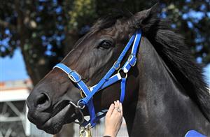 A member of the public reaches out to Australian thoroughbred racehorse Black Caviar during her farewell at Caulfield Racecourse in Melbourne on April 20, 2013. The mare has been retired from racing after winning a record 25 races from 25 starts. (PAUL CROCK/AFP via Getty Images)