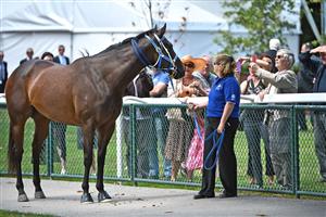 MELBOURNE, AUSTRALIA - FEBRUARY 02: Black Caviar walks around the stable yard before her exhibition gallop in between races at Caulfield Racecourse on February 2, 2013 in Melbourne, Australia. (Photo by Vince Caligiuri/Getty Images)