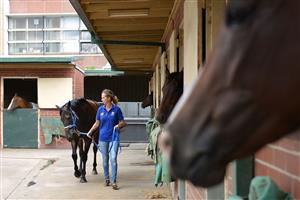 MELBOURNE, AUSTRALIA - MARCH 20: Black Caviar walks around the stable with Vanessa Bartlett at Caulfield racecourse on March 18, 2013 in Melbourne, Australia. Black Caviar will aim to win her 24th straight race on Friday night at Moonee Valley, possibly starting at her lowest odds in her career. (Photo by Vince Caligiuri/Getty Images)