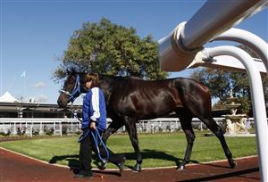 ADELAIDE, AUSTRALIA - APRIL 28: Black Caviar is paraded at the bird cage ahead of the feature race on Schweppes Oaks Day at Morphettville Racecourse on April 28, 2012 in Adelaide, Australia. (Photo by Regi Varghese/Getty Images)
