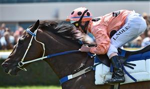 MELBOURNE, AUSTRALIA - FEBRUARY 02: Luke Nolen riding Black Caviar during an exhibition gallop in between races at Caulfield Racecourse on February 2, 2013 in Melbourne, Australia. (Photo by Vince Caligiuri/Getty Images)