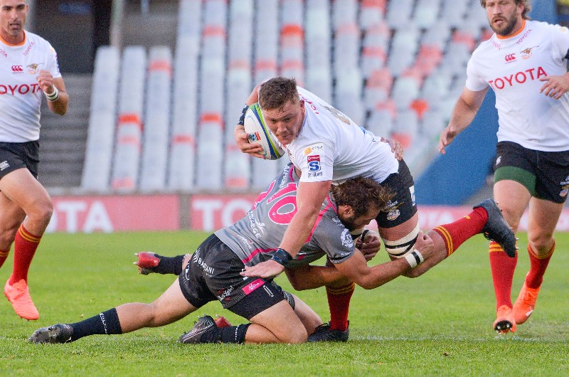 Cheetahs vs pumas