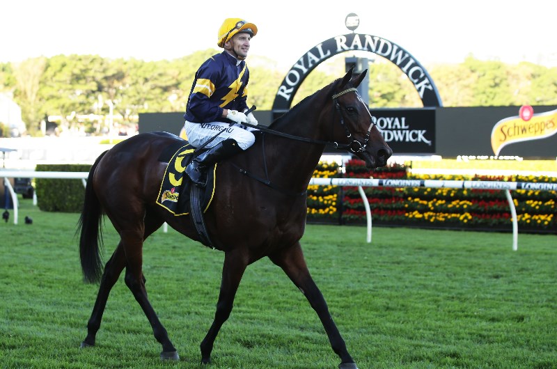 Memsie Stakes Betting Odds