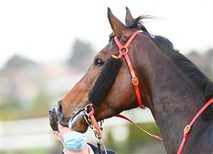 MELBOURNE, AUSTRALIA - AUGUST 21: Ballistic Lover after winning Race 8, the Long Fine Hospitality Carlyon Stakes, during Melbourne Racing at Moonee Valley Racecourse on August 21, 2021 in Melbourne, Australia. (Photo by Vince Caligiuri/Getty Images)