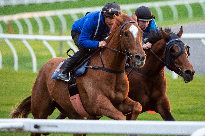 Feehan Stakes Tips
