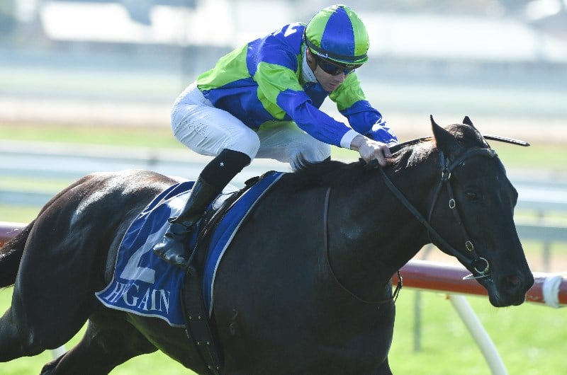 Geelong Betting Tips