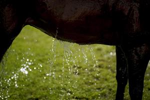 DONCASTER, ENGLAND - SEPTEMBER 10: Water drips from a horse as it is cooled down after racing at Doncaster Racecourse on September 10, 2021 in Doncaster, England. (Photo by Alan Crowhurst/Getty Images)