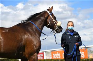 MELBOURNE, AUSTRALIA - SEPTEMBER 18: Lightsaber after winning Race 4, the Neds Caulfield Guineas Prelude, during Melbourne Racing at Caulfield Racecourse on September 18, 2021 in Melbourne, Australia. (Photo by Vince Caligiuri/Getty Images)