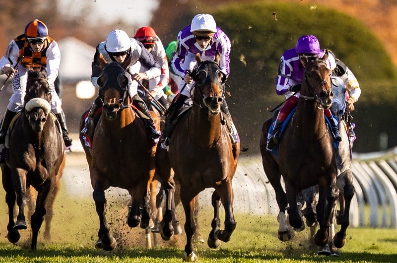 order of australia breeders