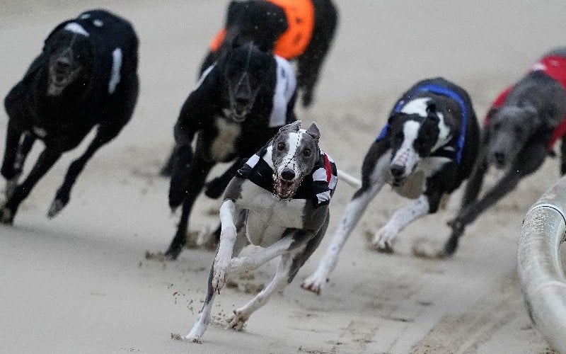 Greyhound Bet of the Day Today's Free Australia Dog Racing Tips