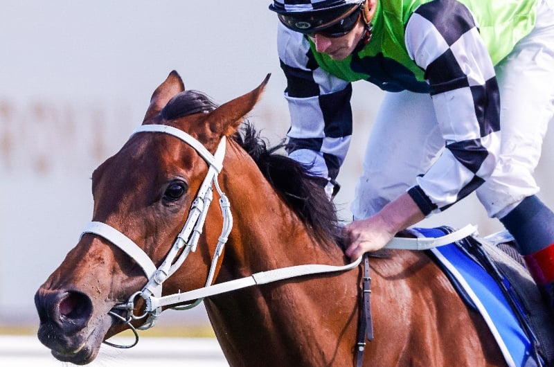 Flight Stakes 2022 Flight Stakes 2022